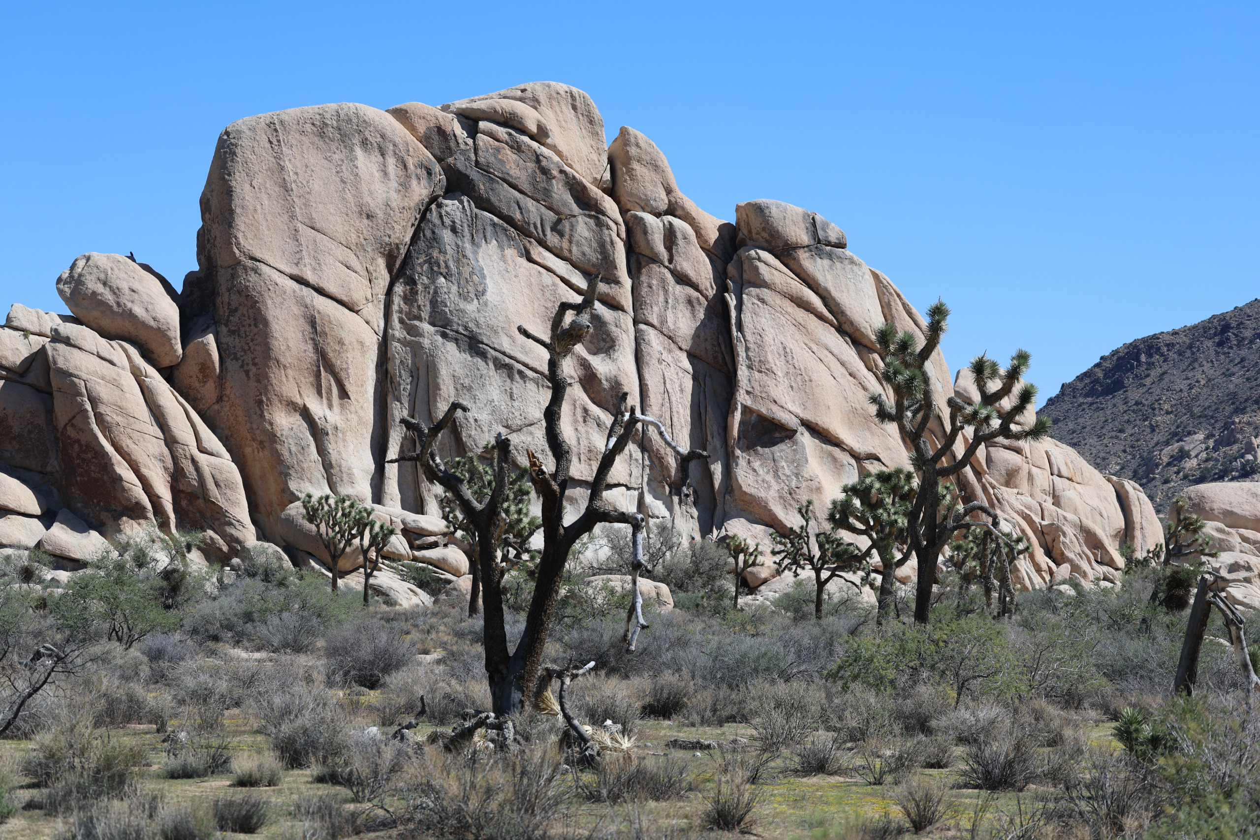 Joshua Tree National Park, CA (Allen J. Schaben / Los Angeles Times via Getty Images)